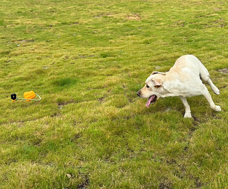 Toy for Medium/Large Aggressive Chewers Tug Of War indoor And Outdoor Halloween Indestructible